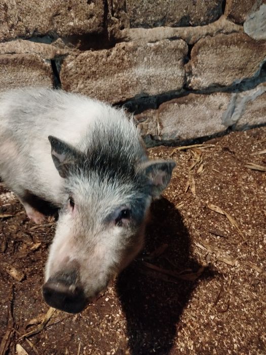 В'єтнамські поросята