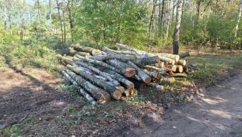 Wycinka drzew za materiał drzewny