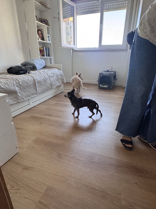 Hospedagem e passeios para cães.