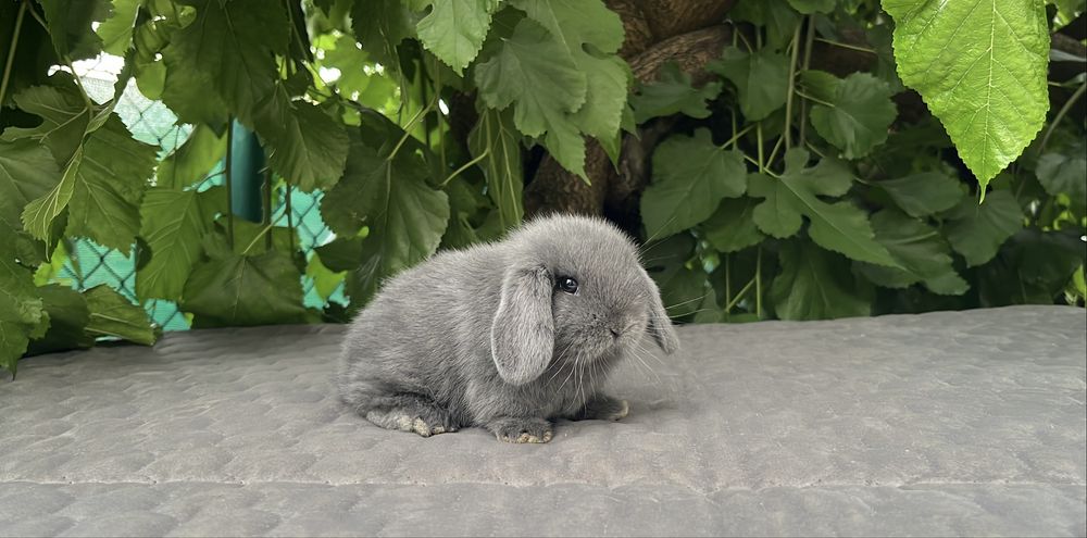 Karzełki Niderlandzkie, Teddy, Mini Lop, Karzełek Baranek, króliki