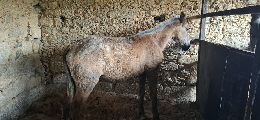 Poldra PSL com 10meses