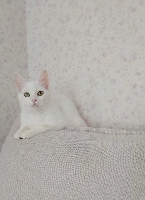 Біла кішка шукає сім'ю котик кіт безкоштовно