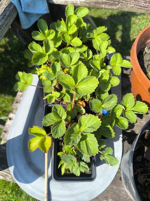 Sadzonki truskawek - na sztuki - 10 sztuk