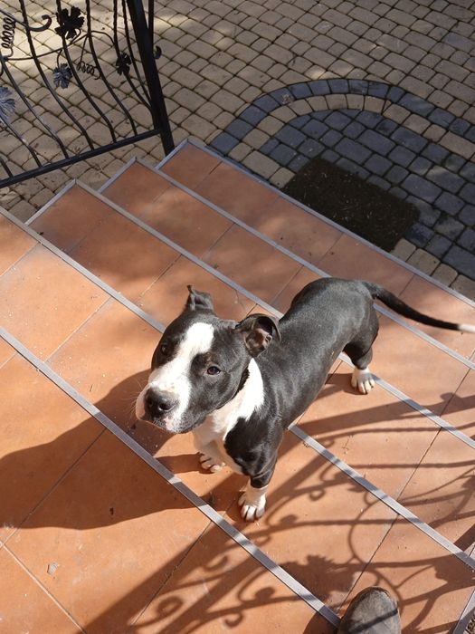 Pitbull śliczny piesek