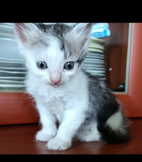 Отдам двух котят в добрые руки