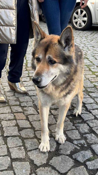 Cão Para Adoção Responsável