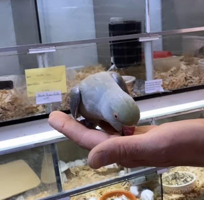 Ring Neck demosticados