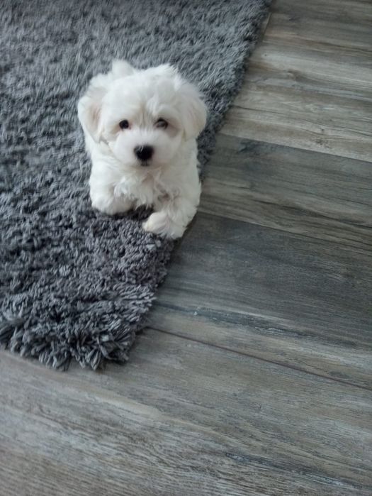 Maltańczyki śliczne maluszki