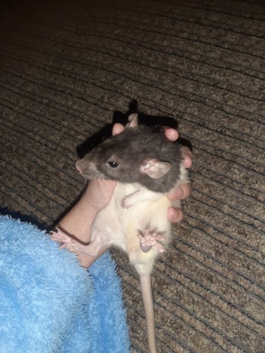 Криса в добрі руки