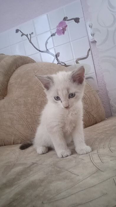 Котенята,відам безплатно у хороші руки