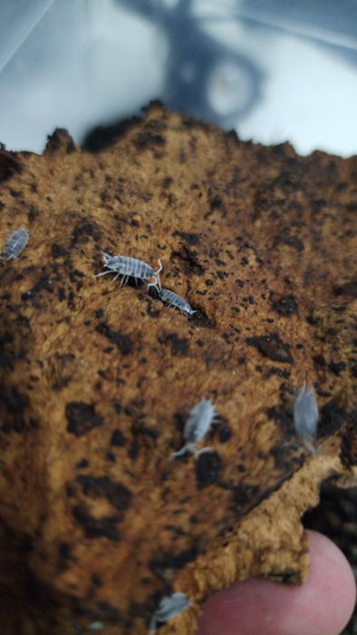 Isopods para terrario