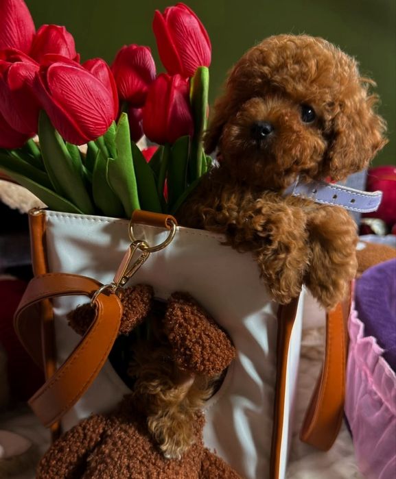 Той пудель Ред Браун, неймовірний  красунчик