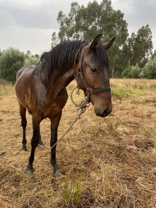 Vendo ou troco por roulote