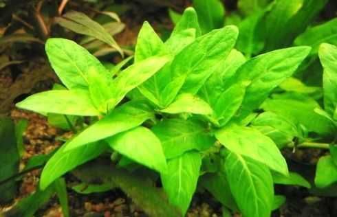 Стаурогин. Аквариумные растения