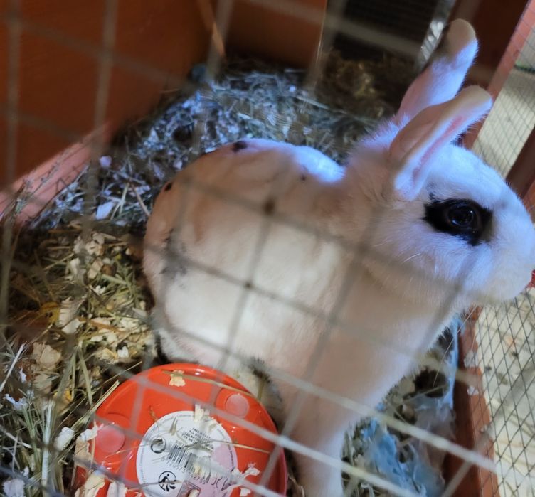 Królik miniaturka, biały samiec