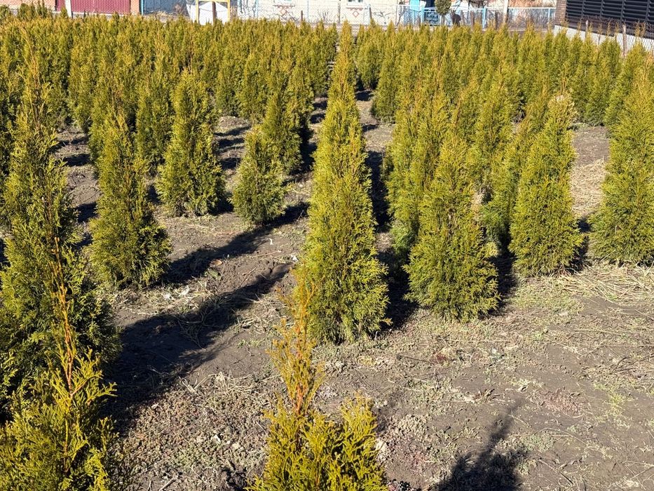 Продаю гарні туї  власний розсадник