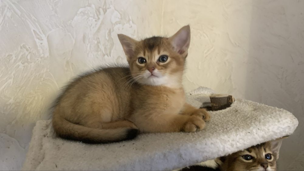 Продам абіссинських кошенят