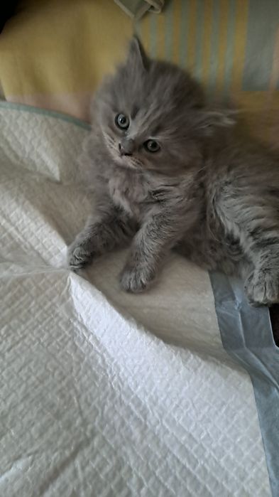 Продаються кошенята