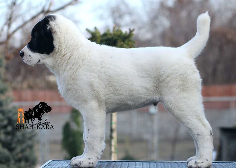 Яркий крупный кобель Среднеазиатской овчарки