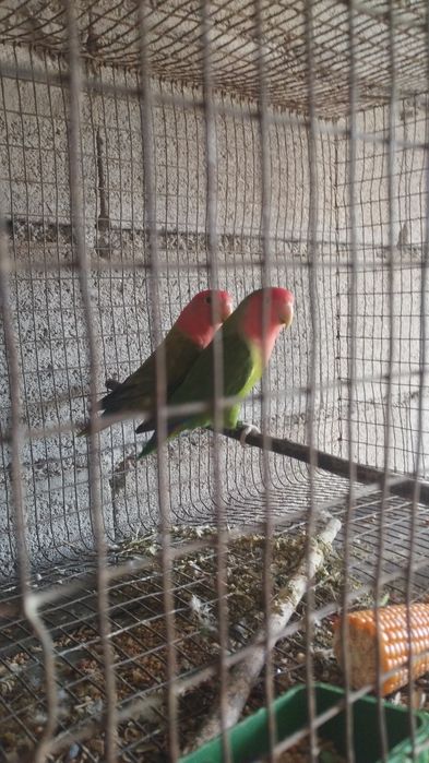 Vendo casal de agaponis fisher