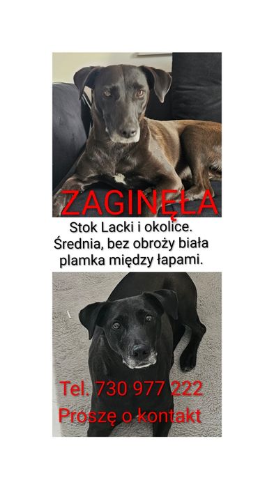 ZAGINĘŁA Stok Lacki I okolice