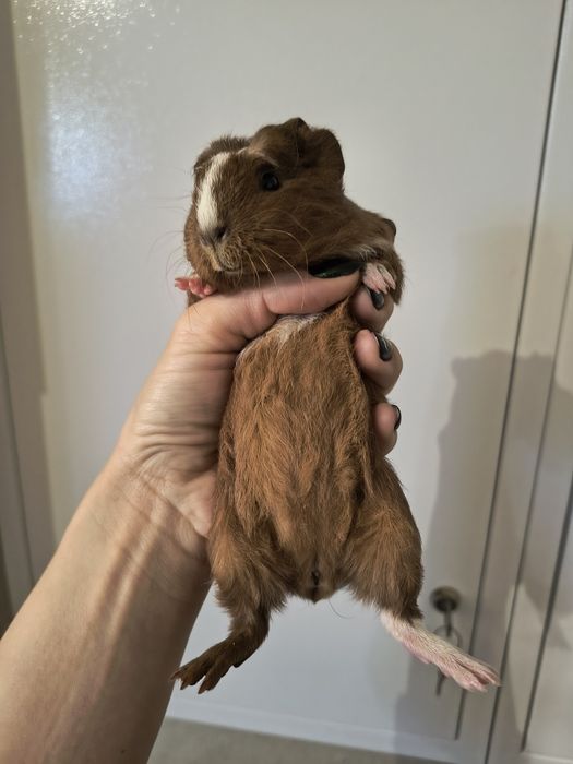 Sprzedam Świnka morska samiec