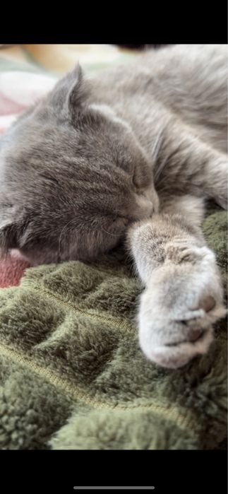 Шотландські кошенята