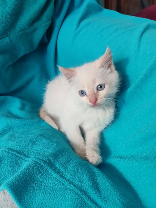 Тайский котенок крем-поинт