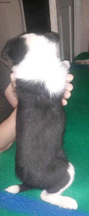 Отдам щенят даром