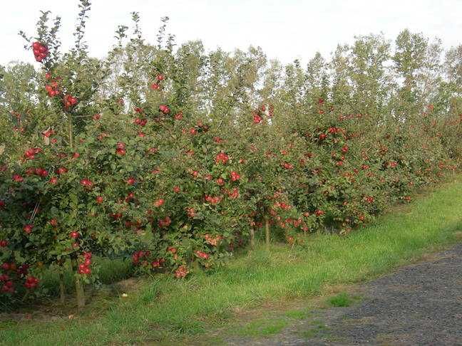 Професійна обрізка плодових дерев, і подрібнення гілок до 8см.