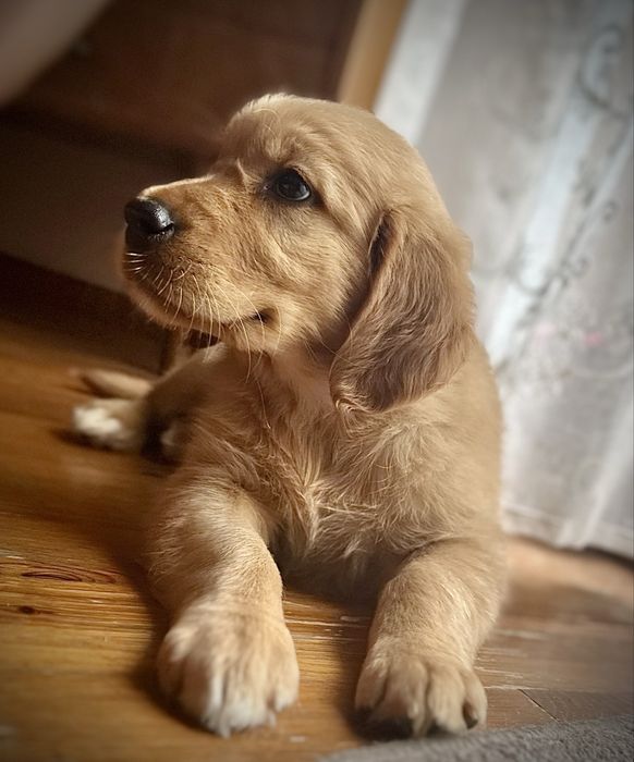 Złota suczka golden retriever do odbioru