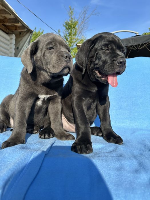 Голубой бриллиант Cane Corso — крупный щенок 2 мес