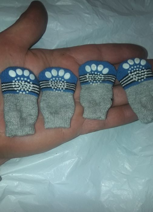 Взуття для котів, собак