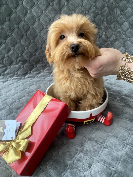 Мальтіпу хлопчик F1