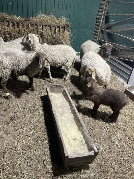 Вівці кітні є курдючні. Чотири вівці з малими