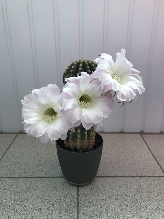 Кактуси в ринках