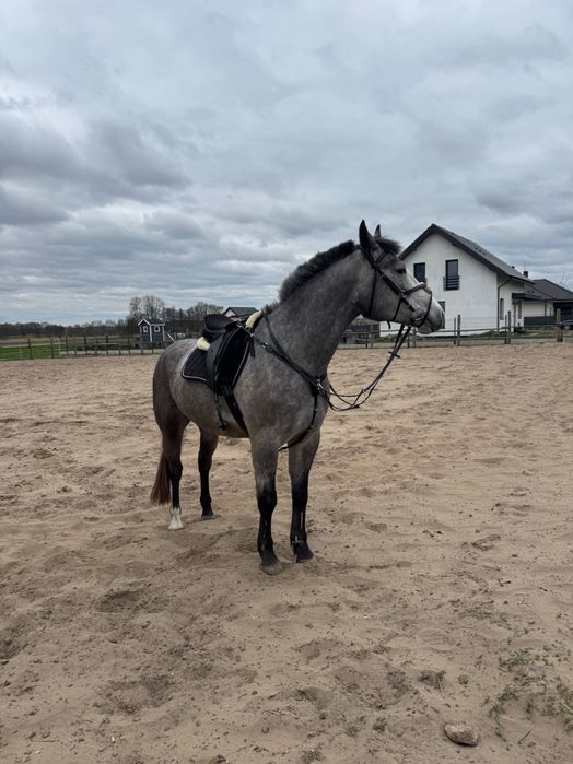 Piękny siwy Wałach