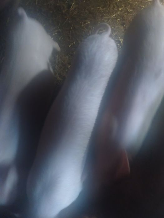 Продам поросят Дюрок+ Ландрас