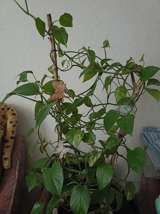 Лиана сциндапсус