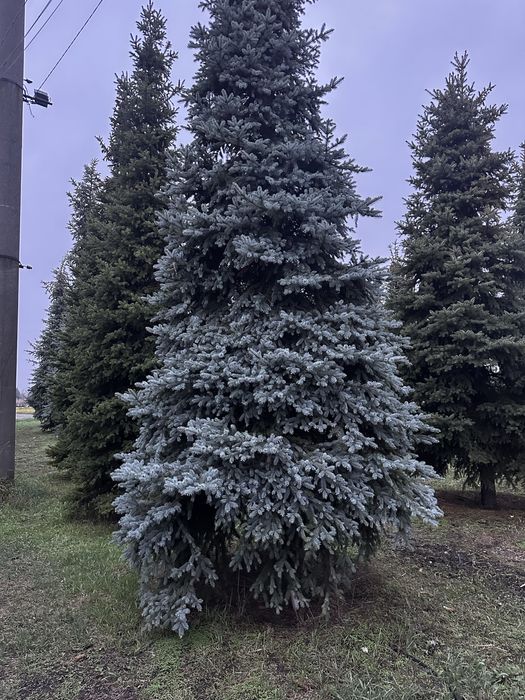 Ель голубая Днепр