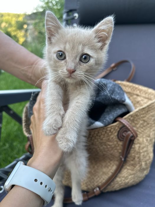 Отдам котенка красивой расцветки песочного цвета в хорошие руки