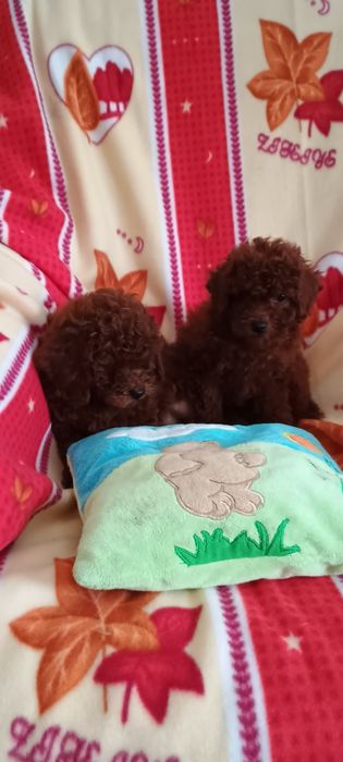 Pudel toy Red Braun piesek po chińskich rodzicach.