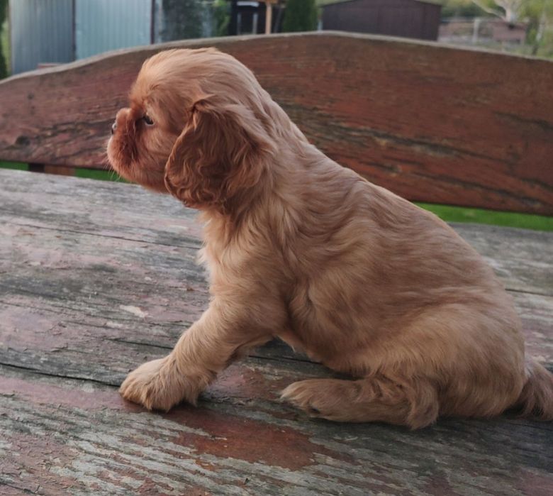 Cavalier King Charles Spaniel Piesek