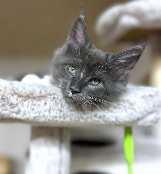 Maine coon kocurek niebieski z białym - FPL