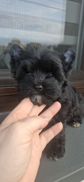 Piesek rasy Yorkshire Terrier