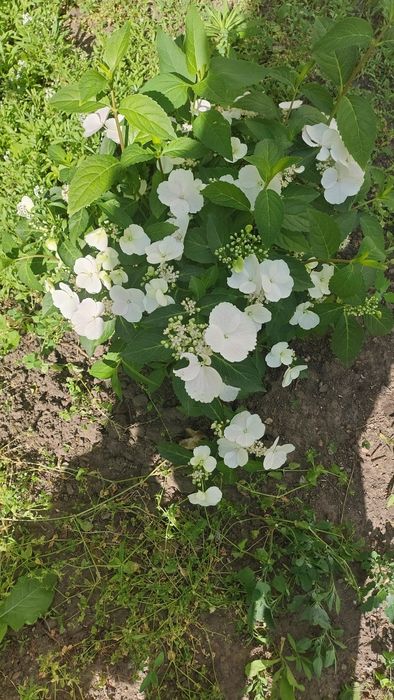 Гортензія ампельна"Runaway Bride" 4річ.