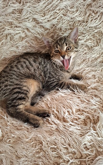 Róża 3,5 miesięczna przytulanka,adopcja.