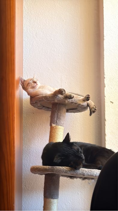 Gata siamesa silver point para adoção
