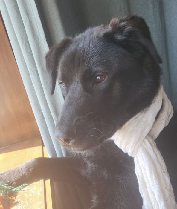 Cãozinho com 10 meses para adoção resposável