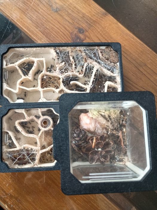 Formikarium z mrówkami messor barbarus